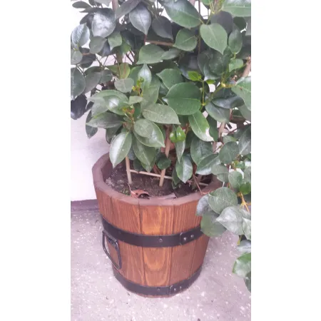 Donica sosna 42xH38 k. orzech