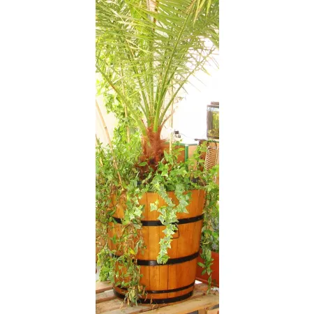 Donica dąb 50xH55 k. dąb