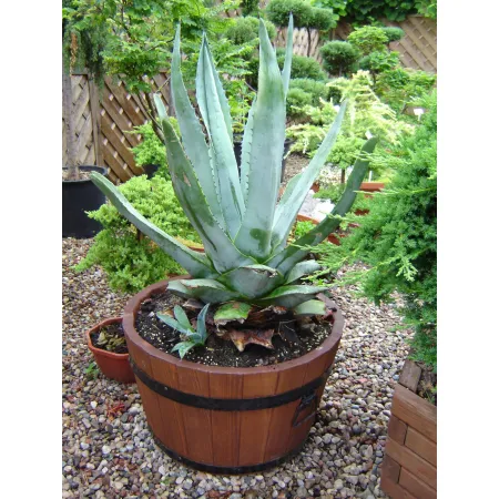 Donica sosna 42xH26 k. orzech