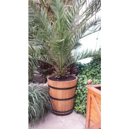 Donica dąb 45xH50 k. dąb