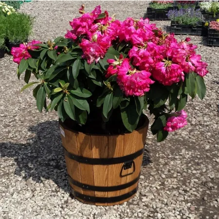 Donica sosna 35xH31 k. dąb