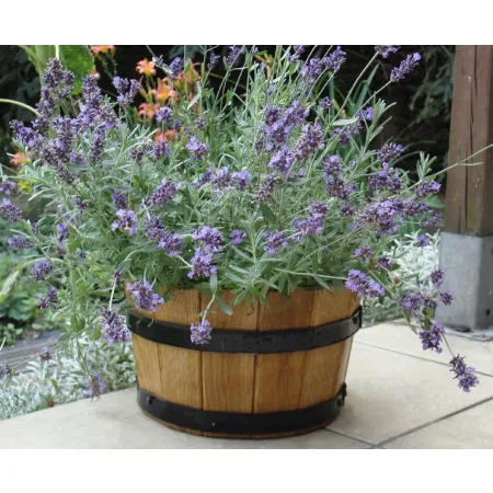 Donica dąb 28xH17 k. dąb