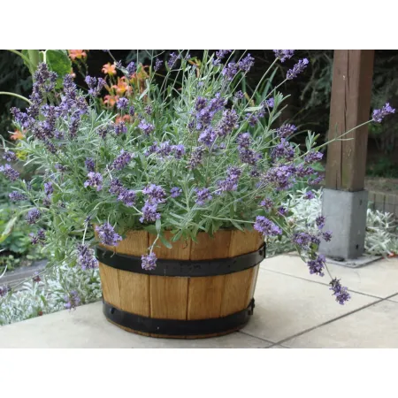 Donica dąb 50xH31 k. dąb